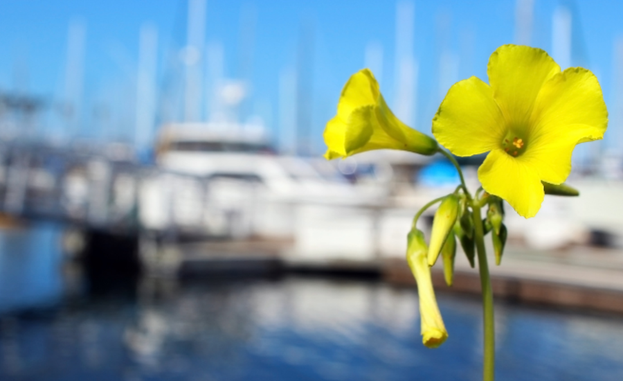 La Costa d'Oro | fiore di Acetosella Gialla